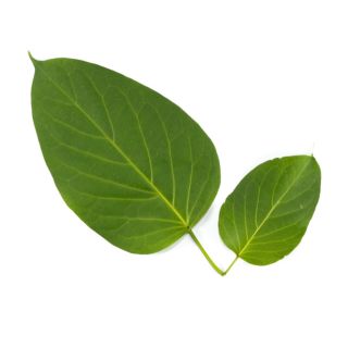 Extrait de gymnema sylvestre